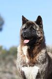 AKITA AMERICAIN 258